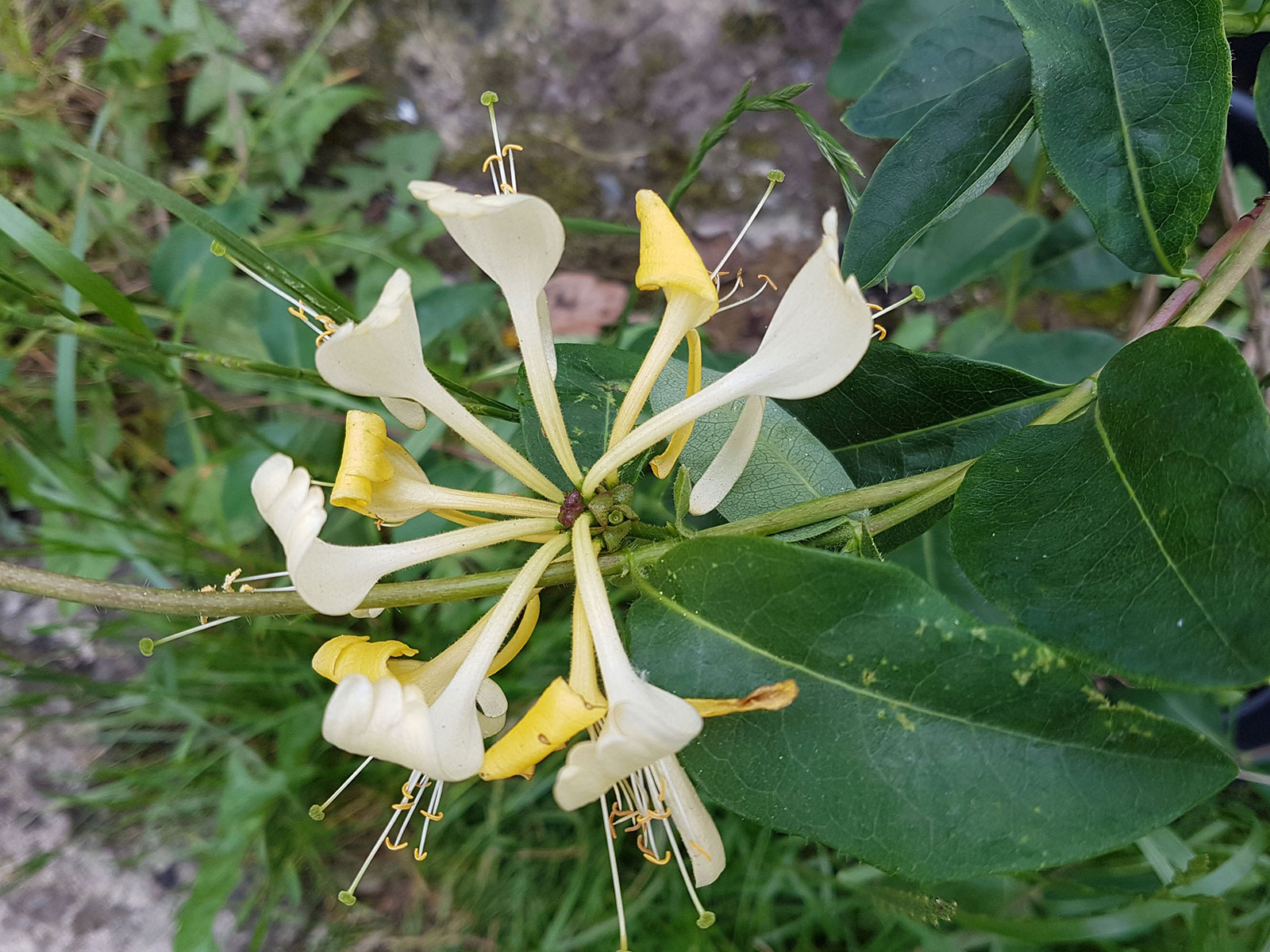 stromanthe plant Stromanthe Triostar 4” plant **(ALL plants require you to purchase ANY 2  plants!)** main image 1