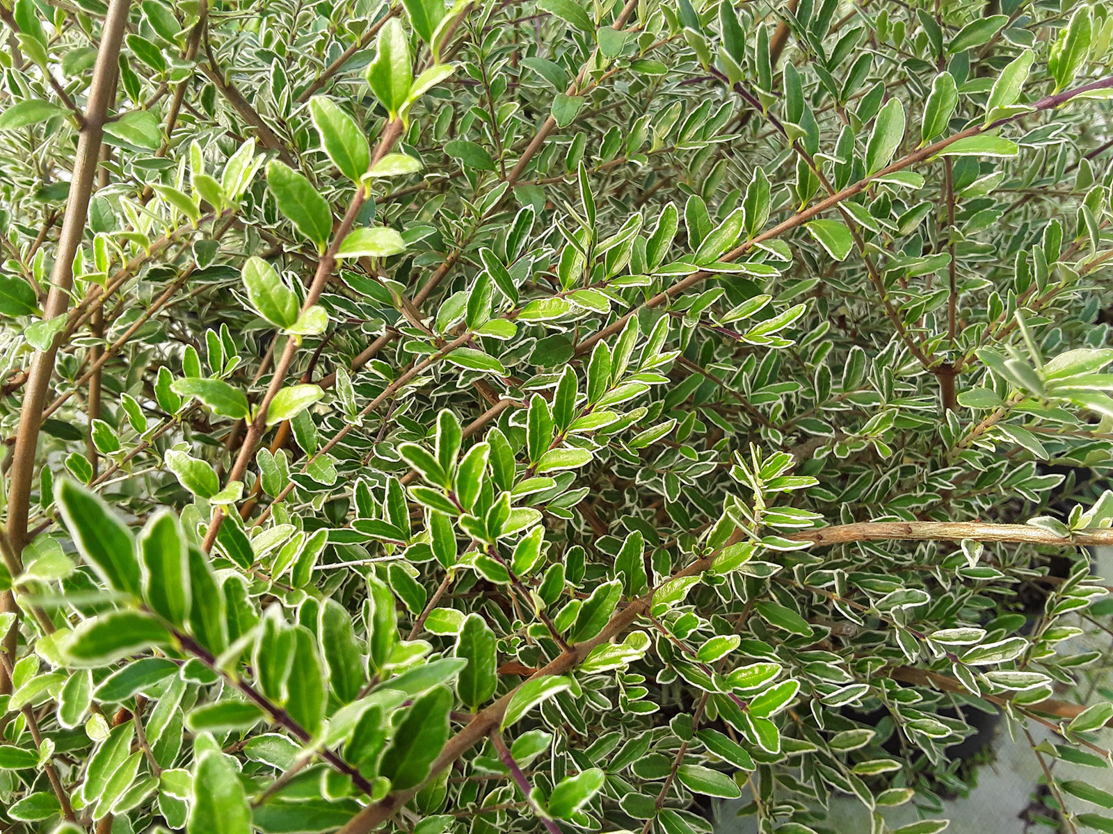 sideritis scardica plant Olympus Griechischer Bergtee (Sideritis Scardica)  Botano